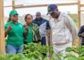 Nyanga : Oligui Nguema met en lumière le potentiel agricole local à travers la ferme Manfila